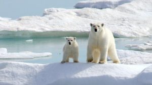 Read more about the article Polar bears could be wiped out by the end of the century