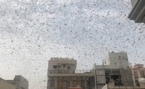 Read more about the article Locust Attacks Pose “Serious Threat” To Food Security In India: UN Agency