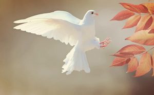 Read more about the article International Day Of Peace 2020: Know Why Dove Is A Symbol Of Peace