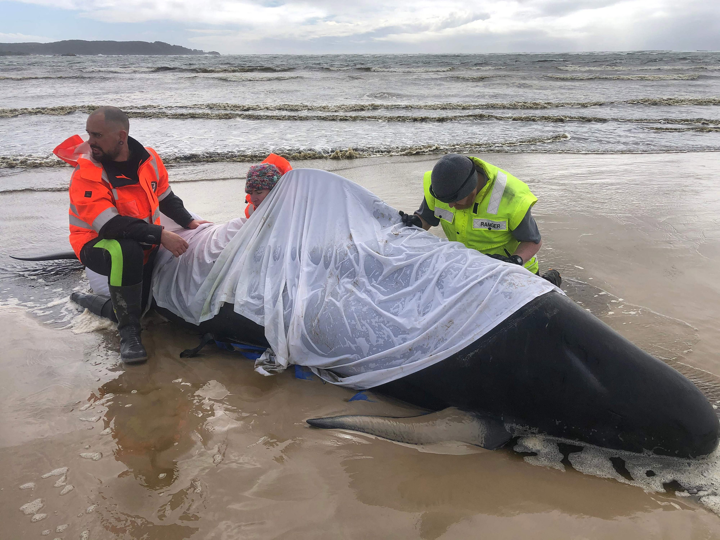 You are currently viewing Hundreds of whales dead in Australia’s worst mass stranding