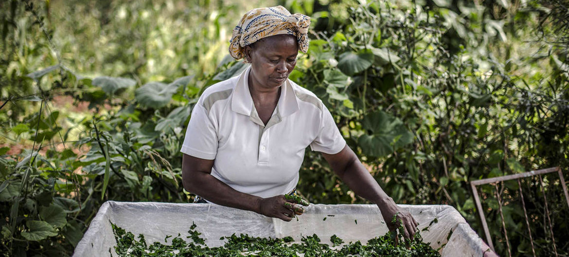 You are currently viewing From farm to fork: How food systems can power climate action