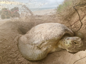 Read more about the article Florida could see a sea turtle baby boom—thanks to pandemic