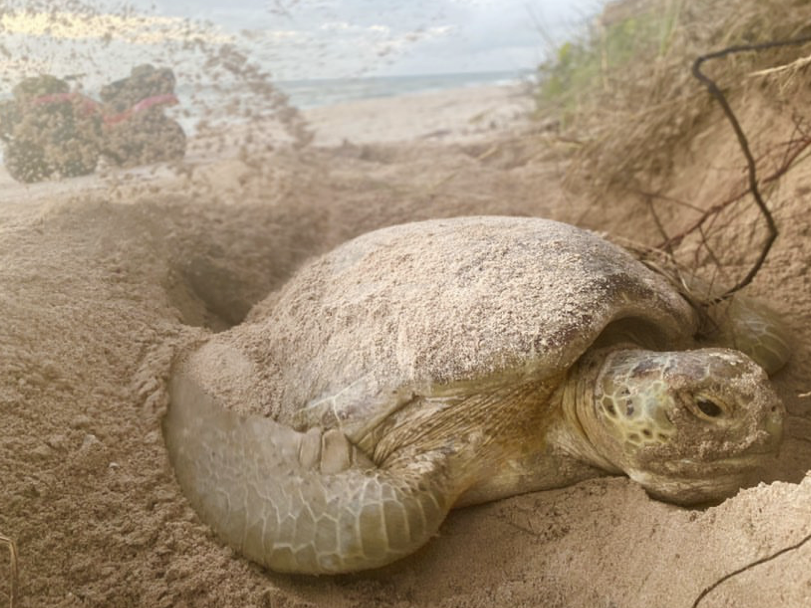 You are currently viewing Florida could see a sea turtle baby boom—thanks to pandemic