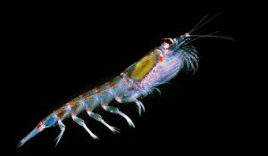 Read more about the article Kill Krill: A Base of the Food Chain May Be at Risk