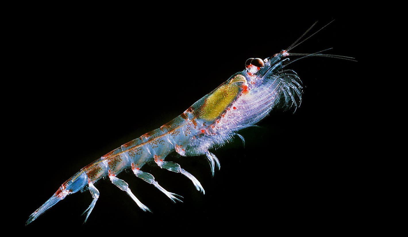 You are currently viewing Kill Krill: A Base of the Food Chain May Be at Risk