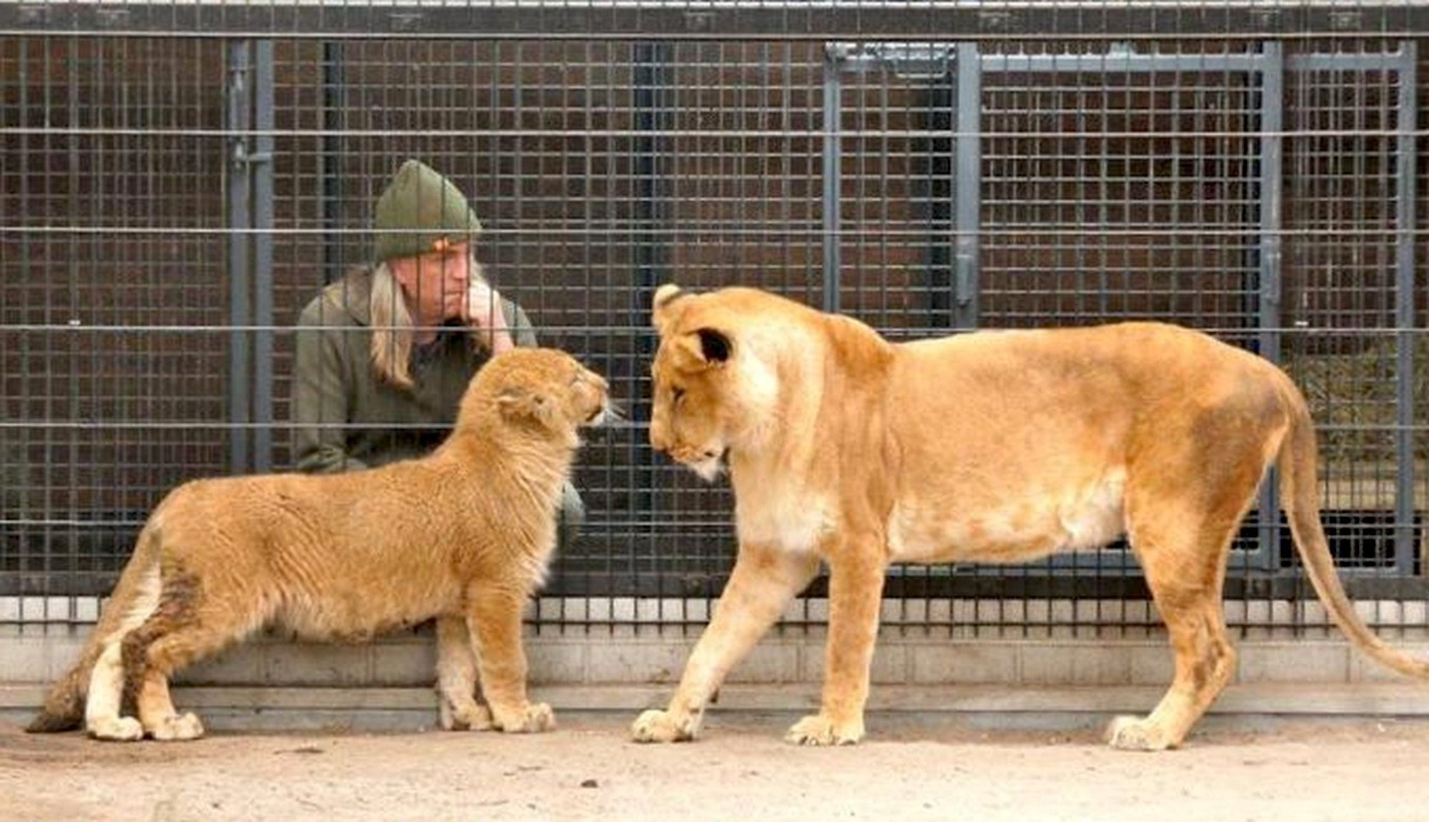 You are currently viewing When This Rescued Lioness and Lion Cub First Met, What Happened Went Beyond Anyone’s Dreams