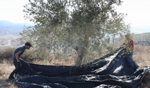 Read more about the article Opinion | Israelis Who Pillage Palestinian Olive Harvesters Are Not My Brothers
