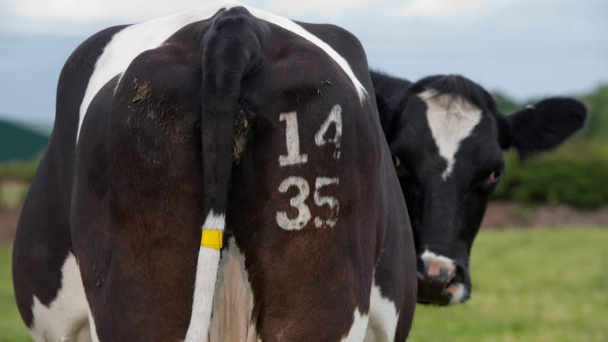 You are currently viewing The foods that do the most damage to our climate