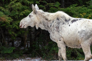 Read more about the article ‘Everyone is outraged and sad’: Canada shocked by killing of rare white moose
