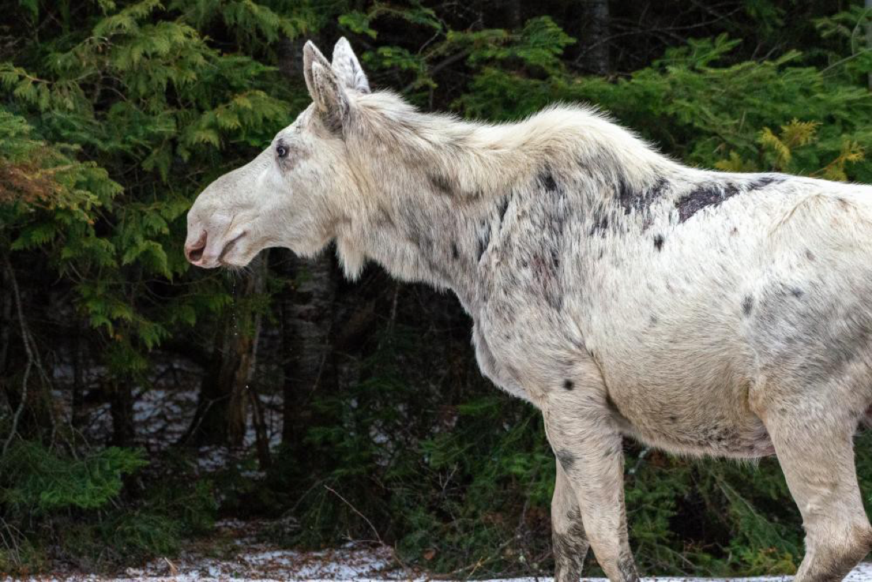 You are currently viewing ‘Everyone is outraged and sad’: Canada shocked by killing of rare white moose