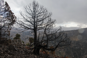 Read more about the article Climate Change Closes In On Lebanon’s Iconic Cedar Trees