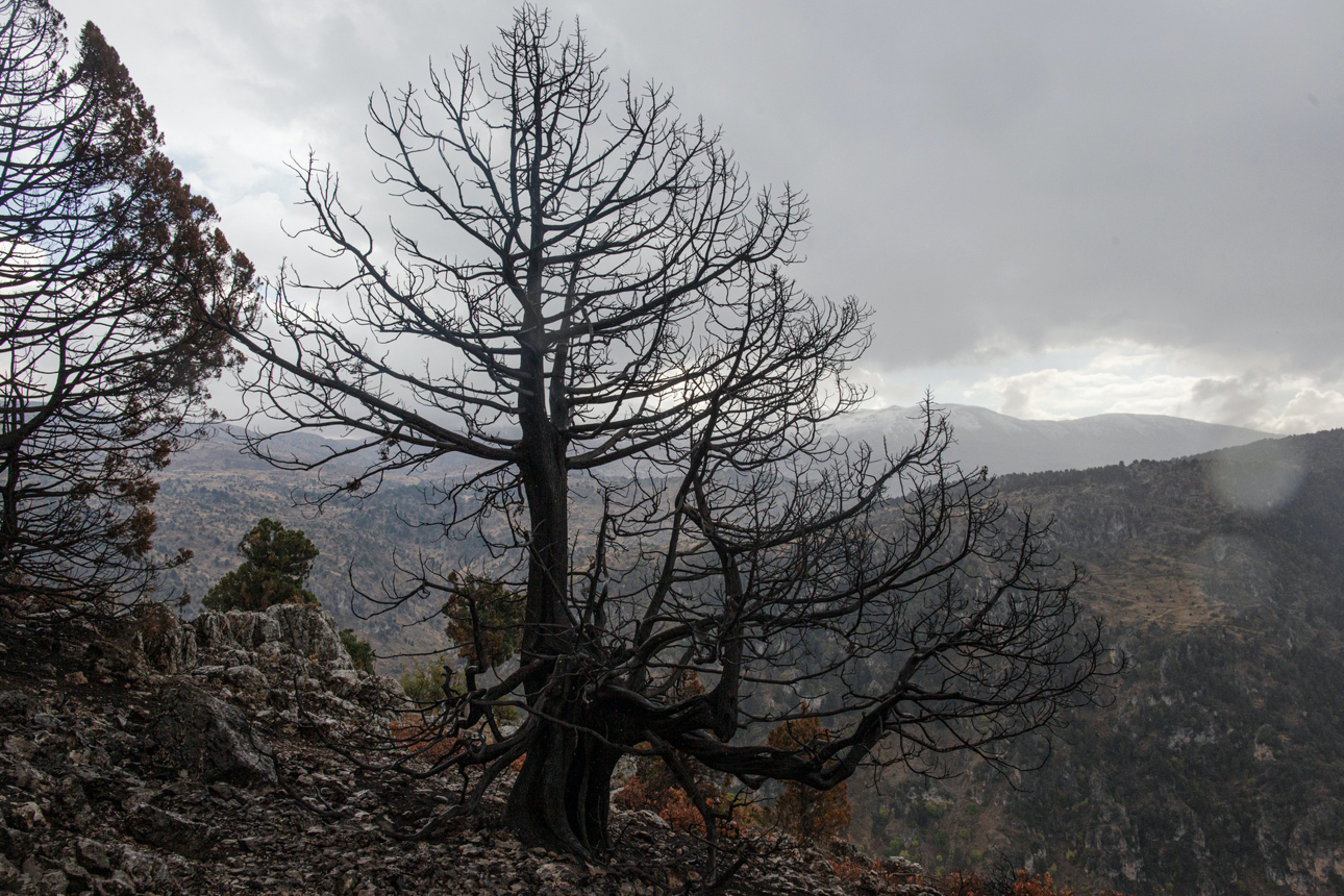 You are currently viewing Climate Change Closes In On Lebanon’s Iconic Cedar Trees