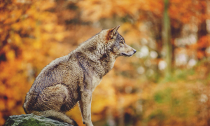 Read more about the article Landscape of fear: why we need the wolf