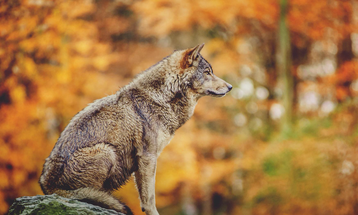 You are currently viewing Landscape of fear: why we need the wolf