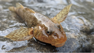Read more about the article Back from the dead: Race to save Romania’s 65 million-year-old fish