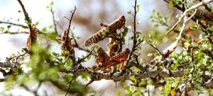 Read more about the article Fears of Desert Locust resurgence in Horn of Africa