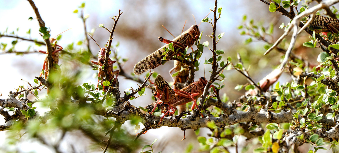 You are currently viewing Fears of Desert Locust resurgence in Horn of Africa
