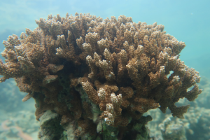 Read more about the article How to identify heat-stressed corals