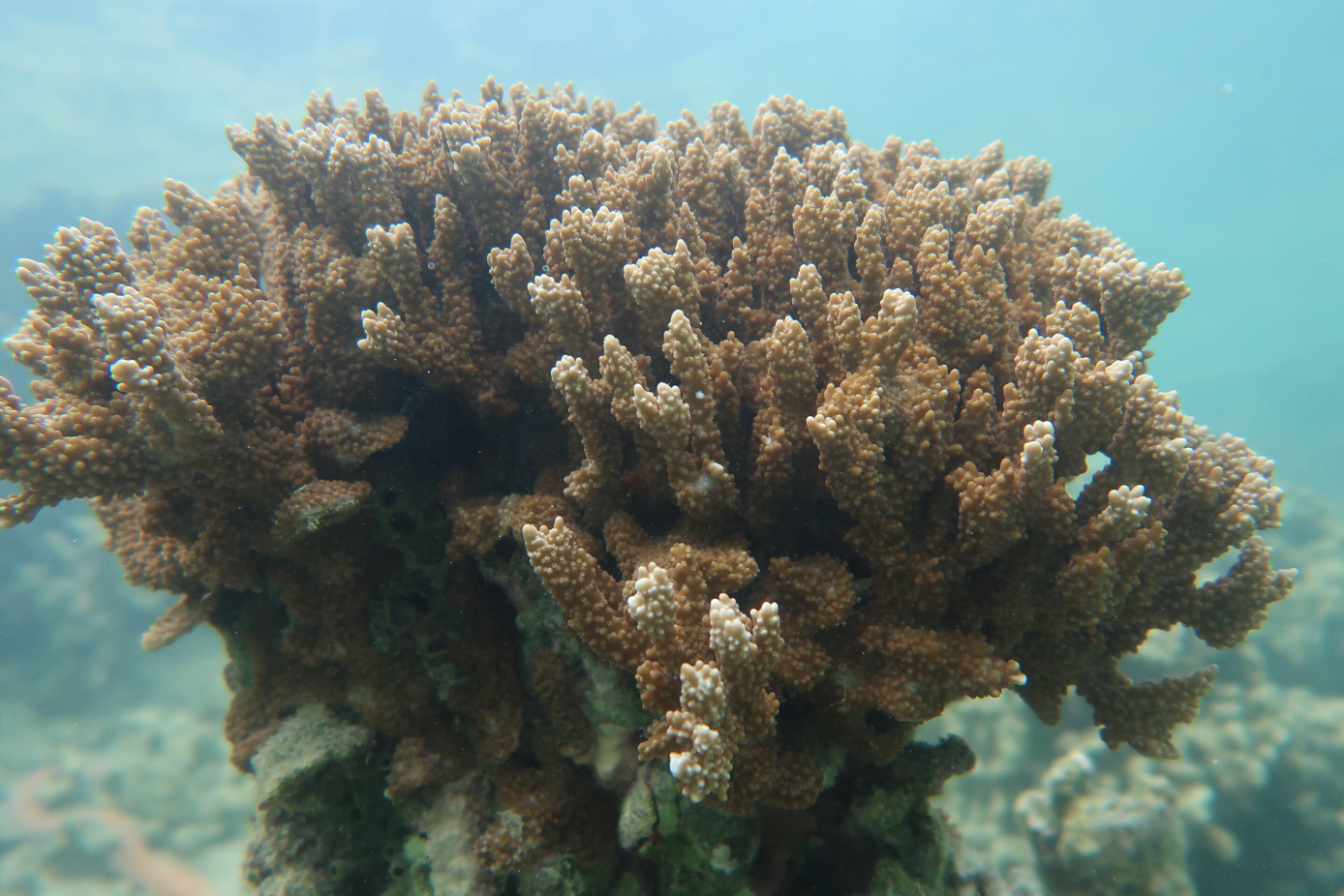 You are currently viewing How to identify heat-stressed corals