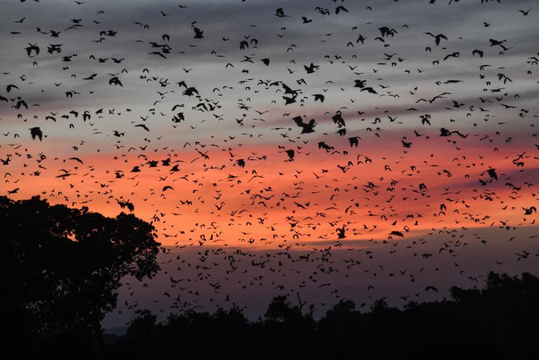 You are currently viewing Why the world’s biggest mammal migration is crucial for Africa – photo essay