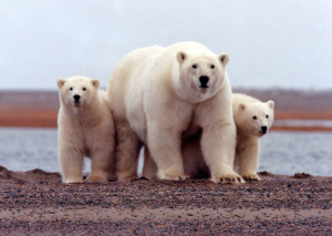 Read more about the article Arctic drilling plan in Alaska hits roadblock