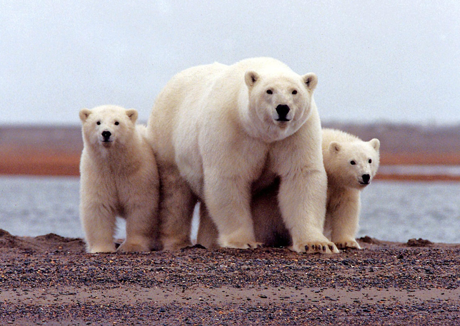 You are currently viewing Arctic drilling plan in Alaska hits roadblock