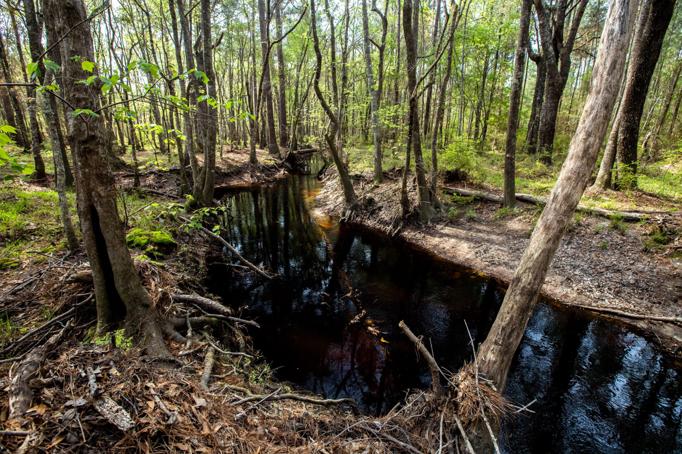 You are currently viewing Ikea bought 11,000 acres of forest in Georgia to protect it from development