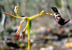 Read more about the article This incredibly rare orchid survives by making male beetles horny