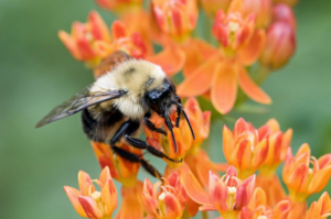 Read more about the article Here’s how you can help save bees and other pollinators