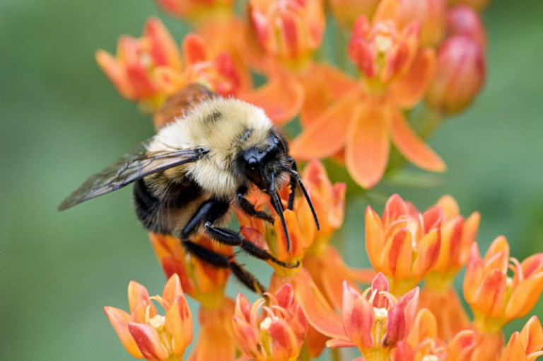 Heres How You Can Help Save Bees And Other Pollinators Icmglt 