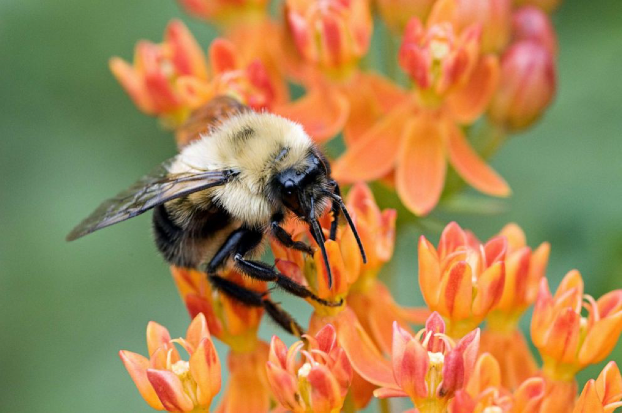 You are currently viewing Here’s how you can help save bees and other pollinators