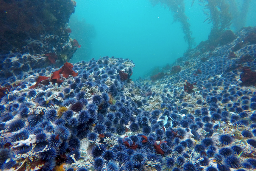 You are currently viewing In Hotter Climate, ‘Zombie’ Urchins Are Winning And Kelp Forests Are Losing