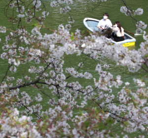Read more about the article Japan’s Kyoto cherry blossoms peak on earliest date in 1,200 years, a sign of climate change