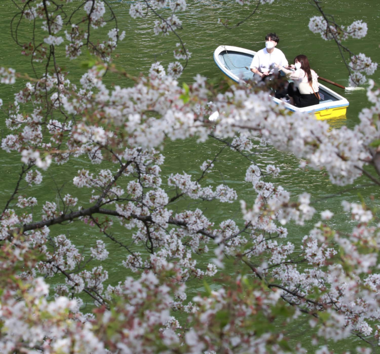 Japan’s Kyoto Cherry Blossoms Peak On Earliest Date In 1,200 Years, A ...