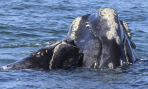 Read more about the article Endangered North Atlantic right whales produce most calves since 2015