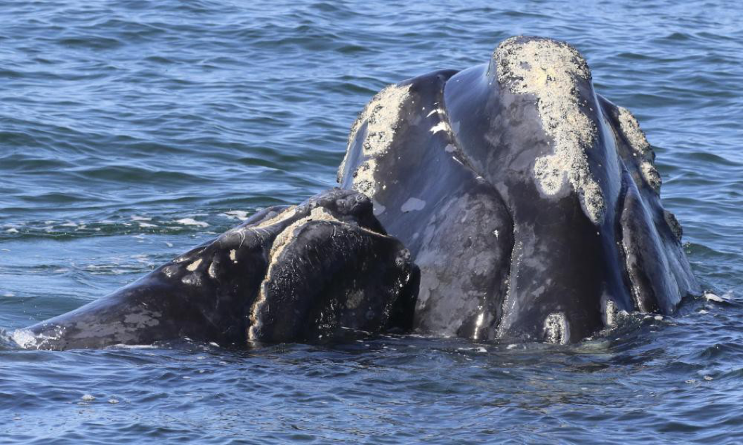 You are currently viewing Endangered North Atlantic right whales produce most calves since 2015