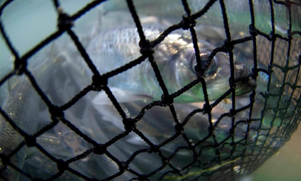 You are currently viewing Canada’s herring facing ‘biological decimation’, say First Nations and activists