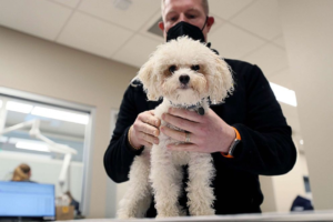 Read more about the article Veterinarians face increased risk of suicide amid pandemic: Reports