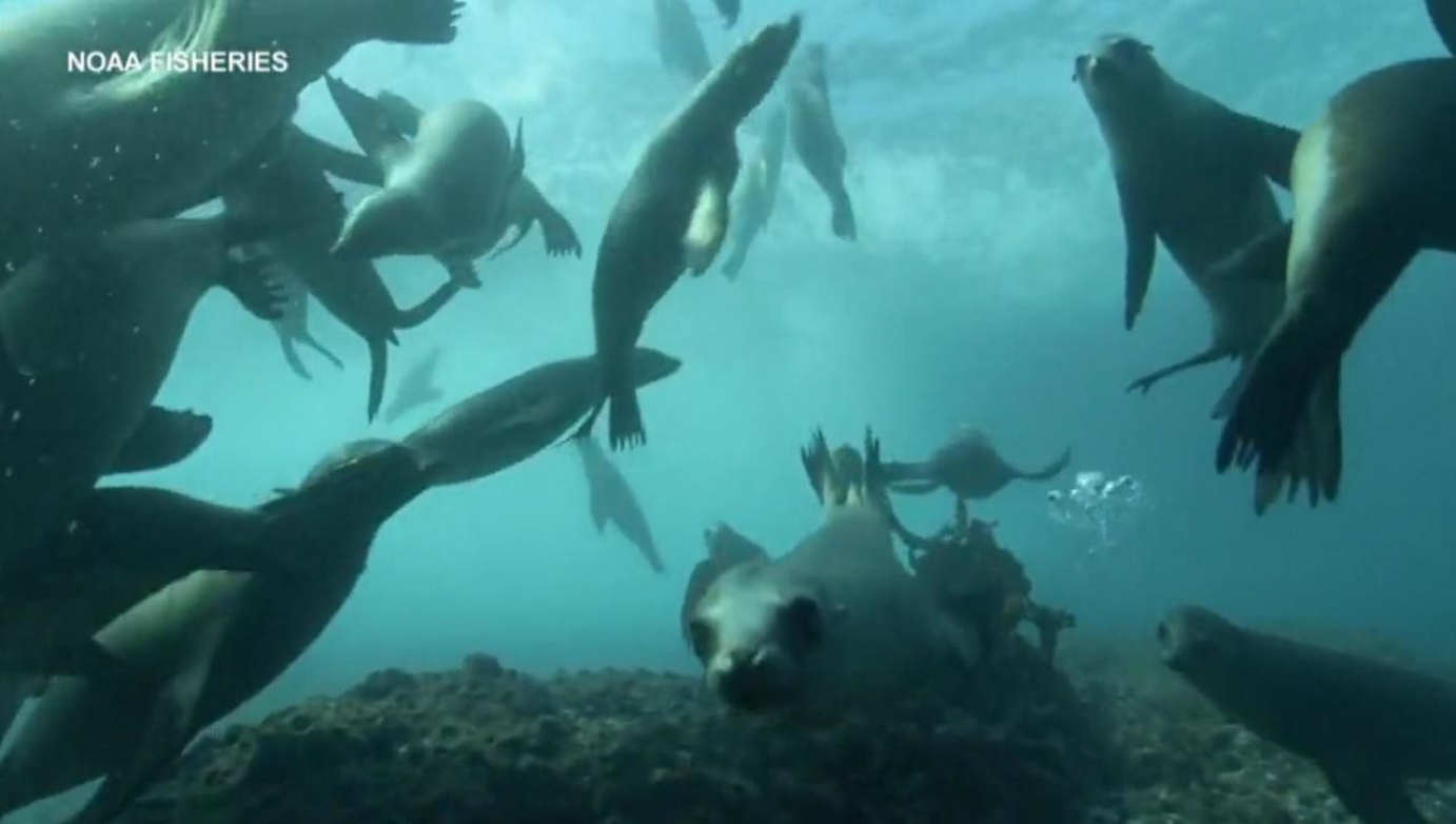 You are currently viewing How a shocking environmental disaster was uncovered off the California coast after 70 years