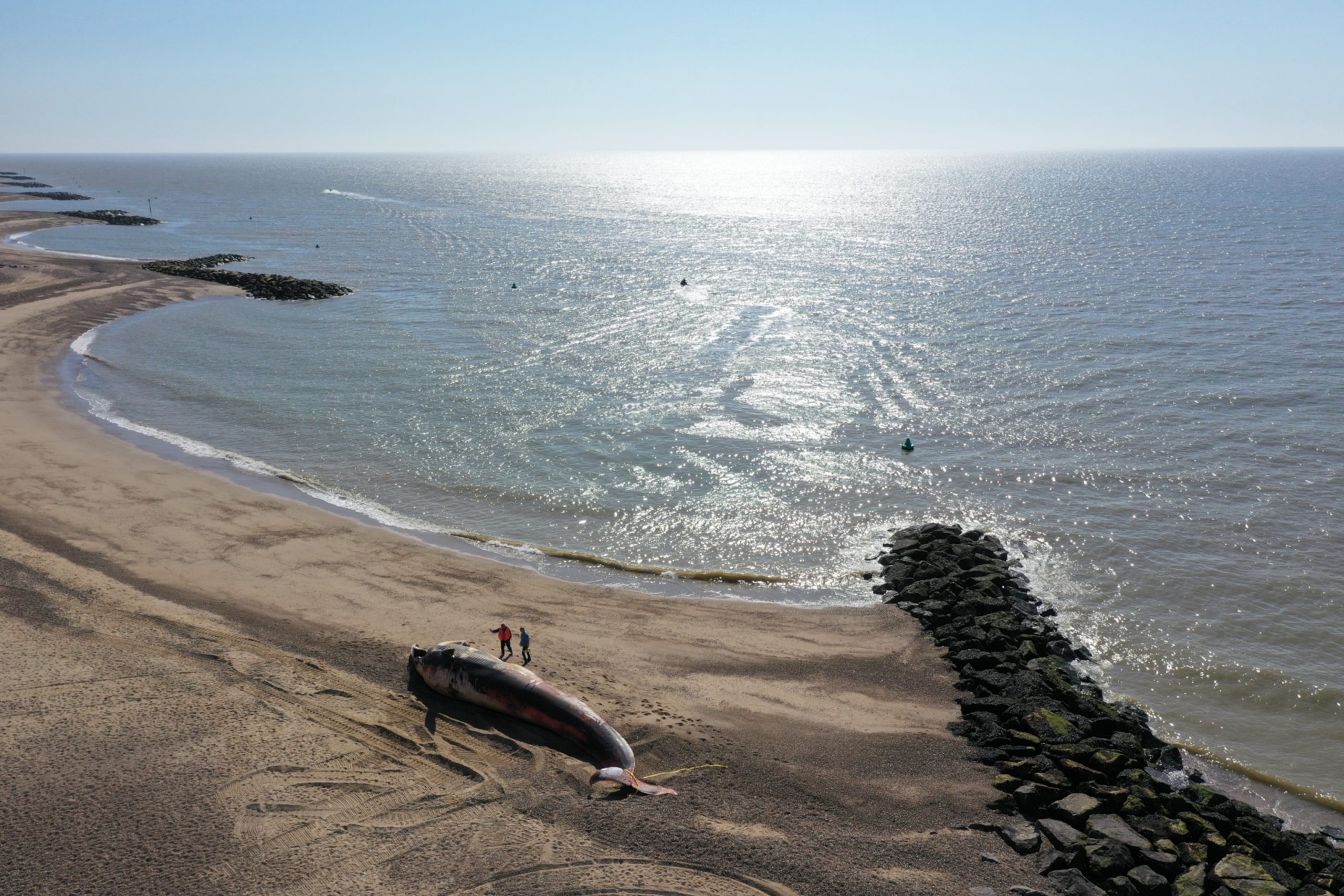 You are currently viewing Why do whales beach themselves? We’re partially to blame.