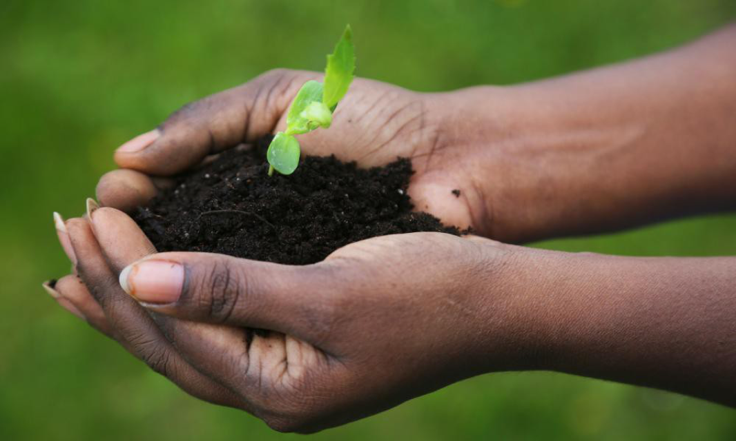 You are currently viewing ‘Forever chemicals’ found in home fertilizer made from sewage sludge