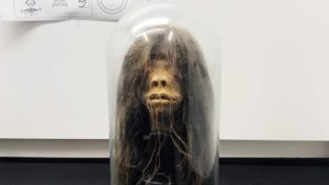 Read more about the article Shrunken head artifact used as prop in John Huston film revealed to be human