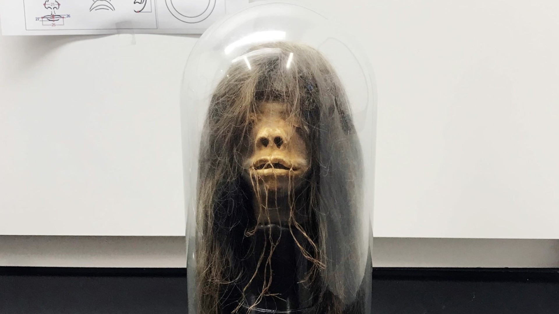 You are currently viewing Shrunken head artifact used as prop in John Huston film revealed to be human