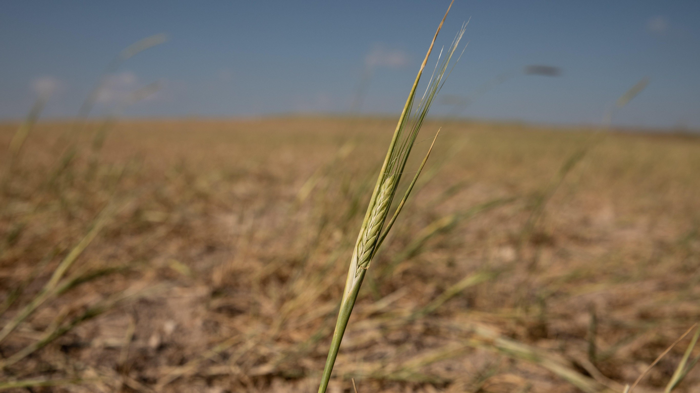 You are currently viewing The U.S. Wheat Crop Is in Trouble