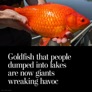 Read more about the article Goldfish that people dumped into lakes are now giants wreaking havoc