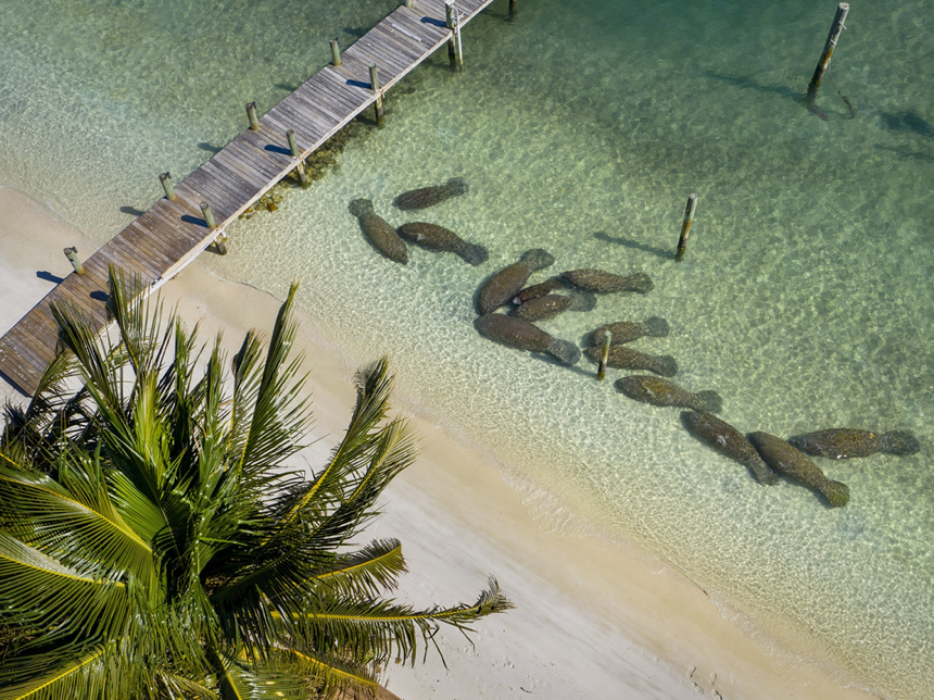 You are currently viewing Florida Breaks Annual Manatee Death Record In First 6 Months Of 2021