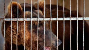 Read more about the article Activists say 2 Syrian brown bears in Lebanon flown to US