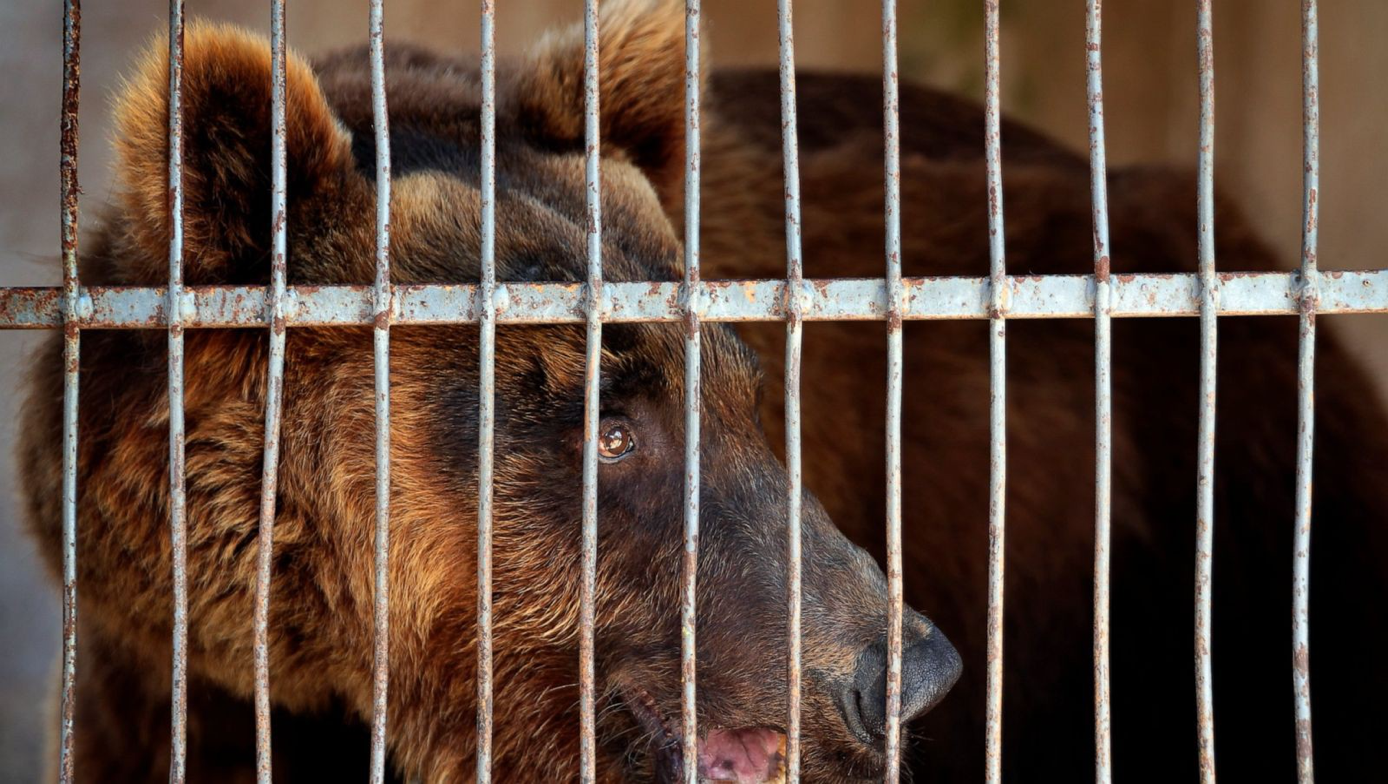 You are currently viewing Activists say 2 Syrian brown bears in Lebanon flown to US