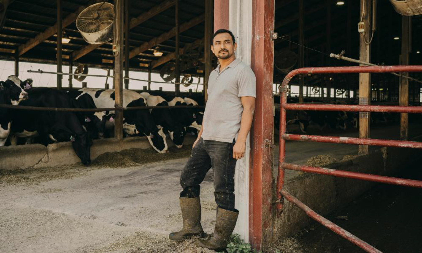 You are currently viewing ‘It’s five years since a white person applied’: the immigrant workforce milking America’s cows