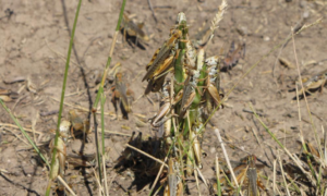 Read more about the article ‘A scourge of the Earth’: grasshopper swarms overwhelm US west